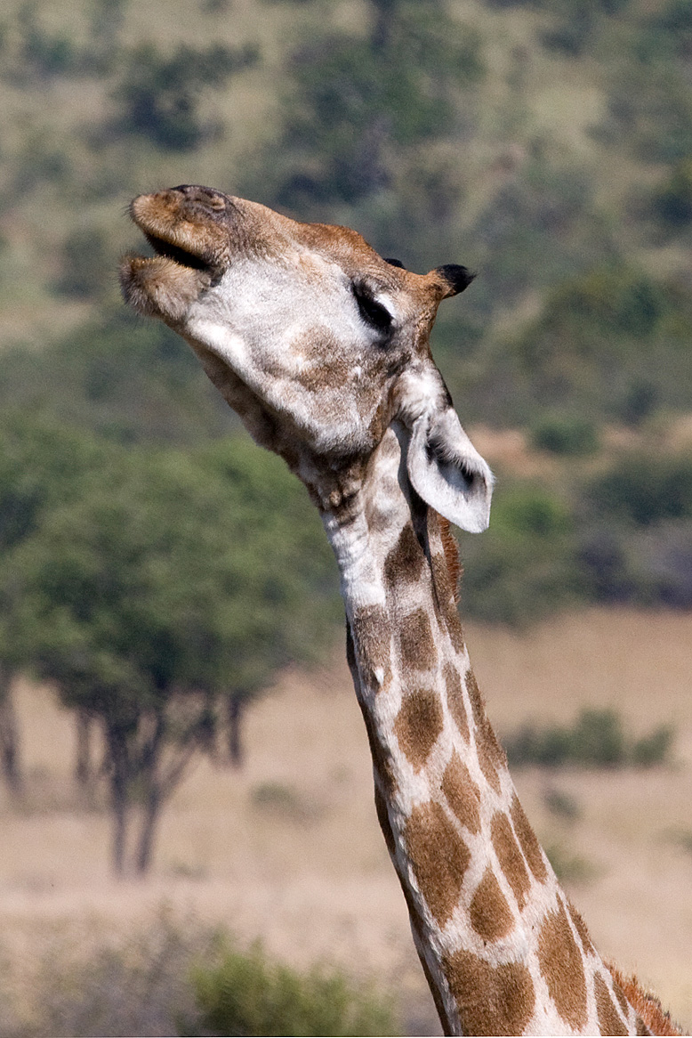 Pilanesberg Giraffe