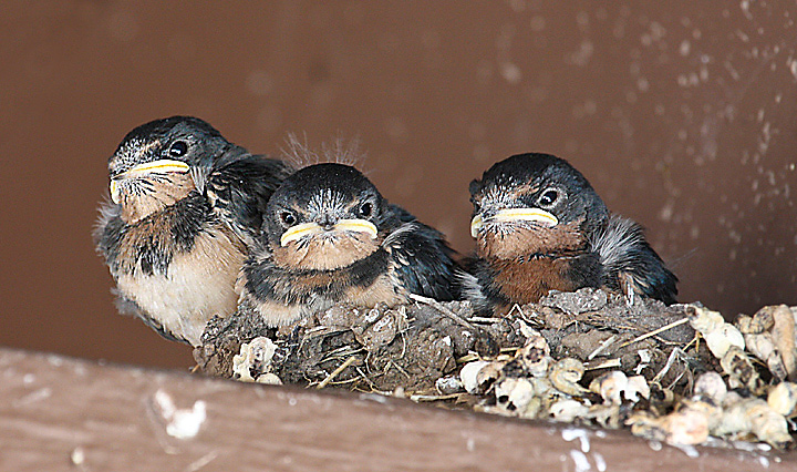 WC #438 Three swallows