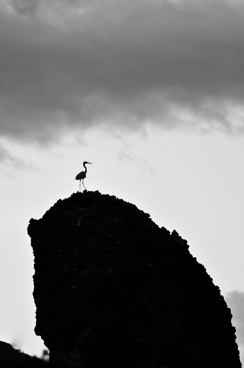 Great Blue Heron