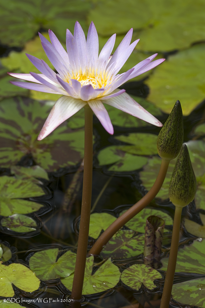 FLORA THEME 