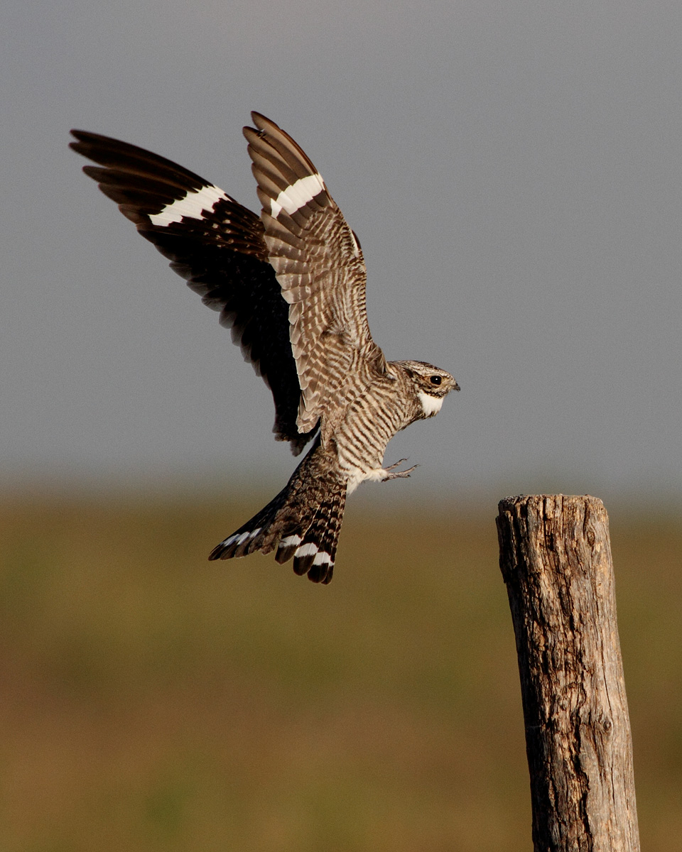 Common Nighthawk landing