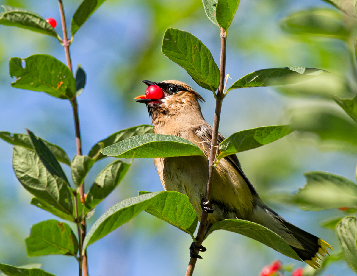 Cedar Waxwing