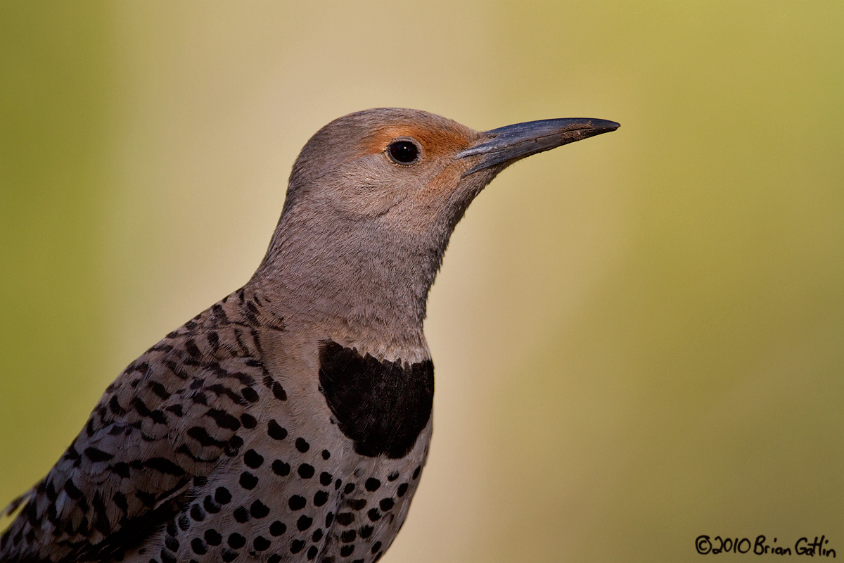 Flicker Portrait