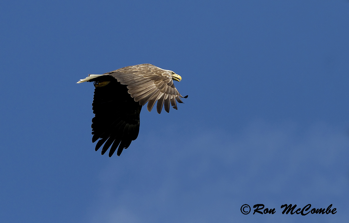 White-tailed Eagle