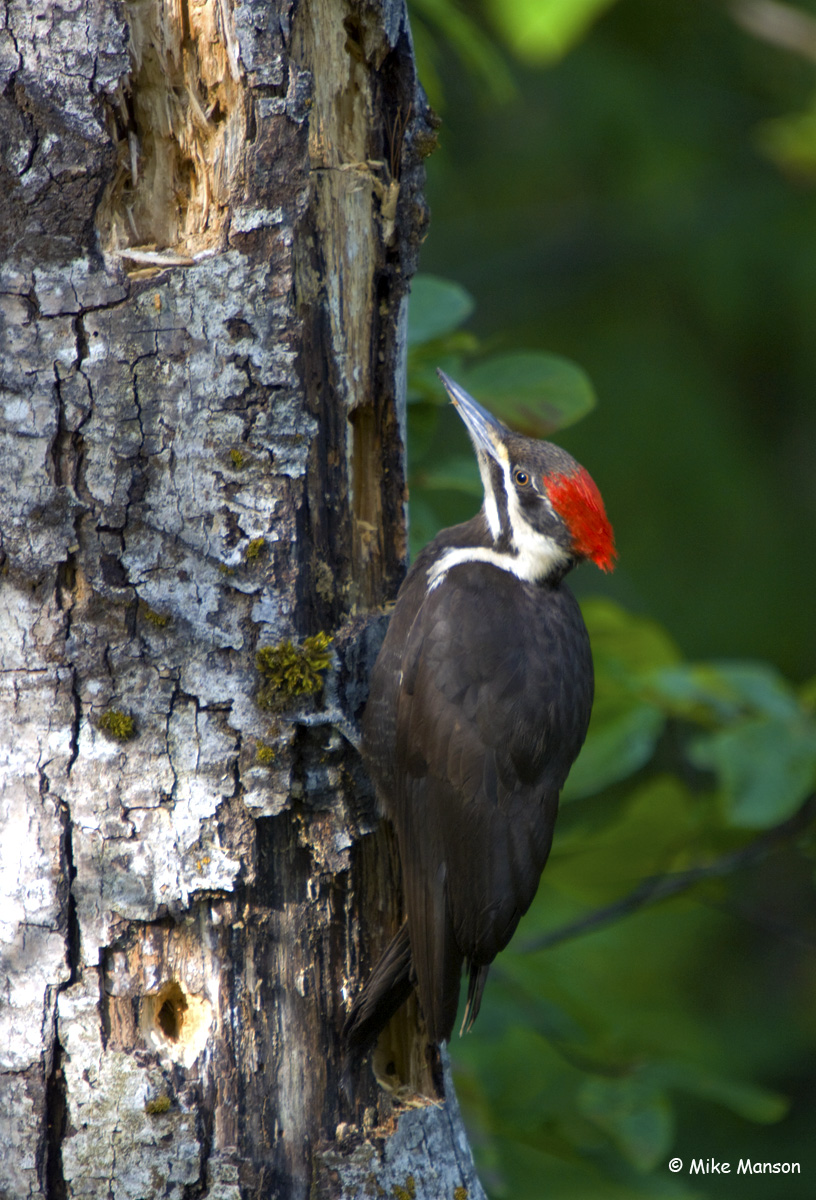 Pileated Woodpecker