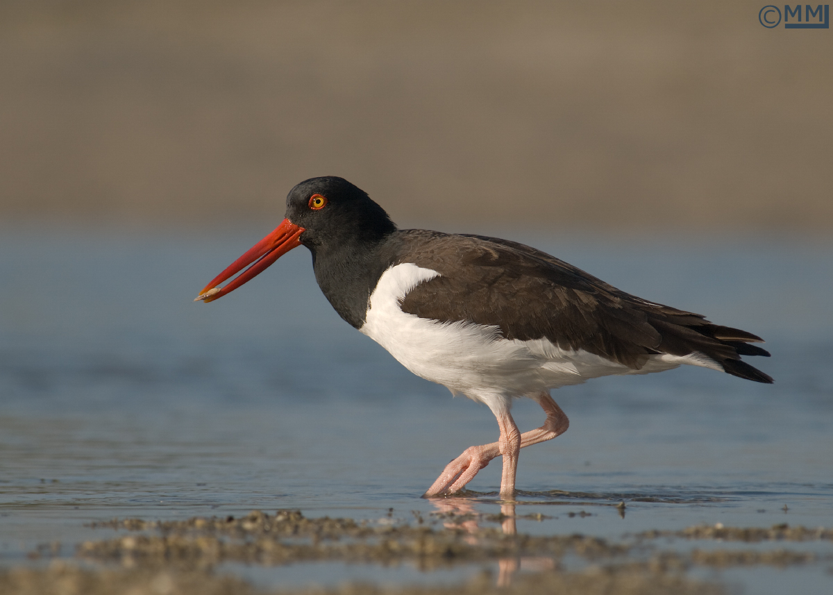 American Oystercatcher