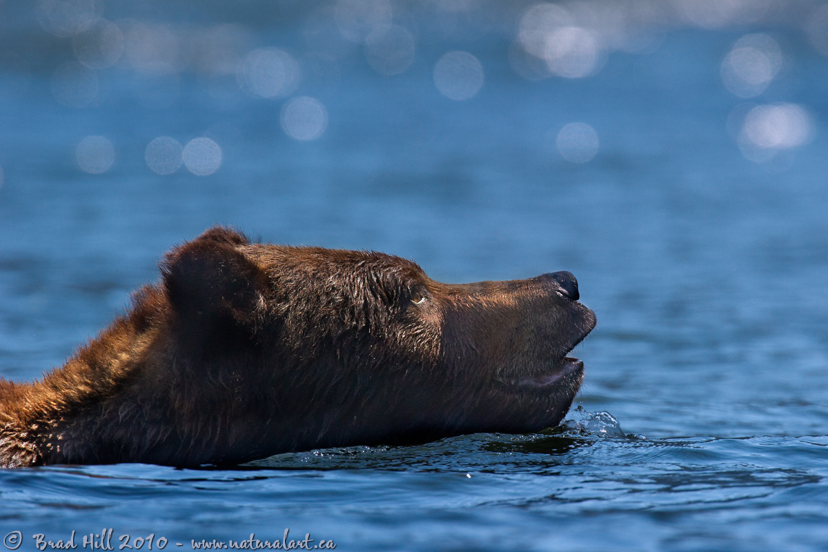 Swimmin' in the Sun
