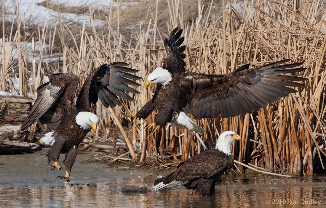 Bald Eagles