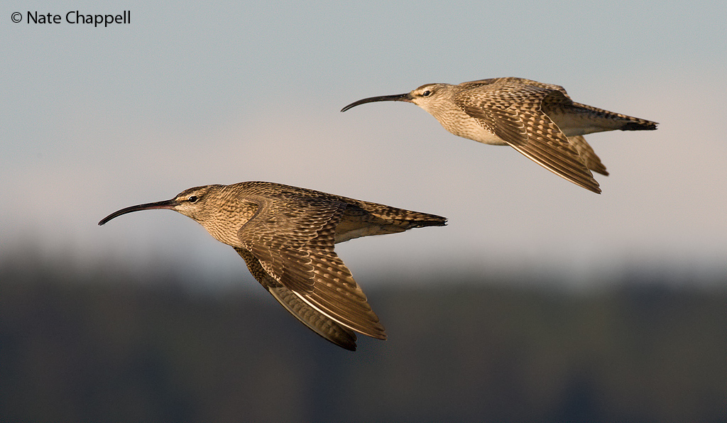 Whimbrels