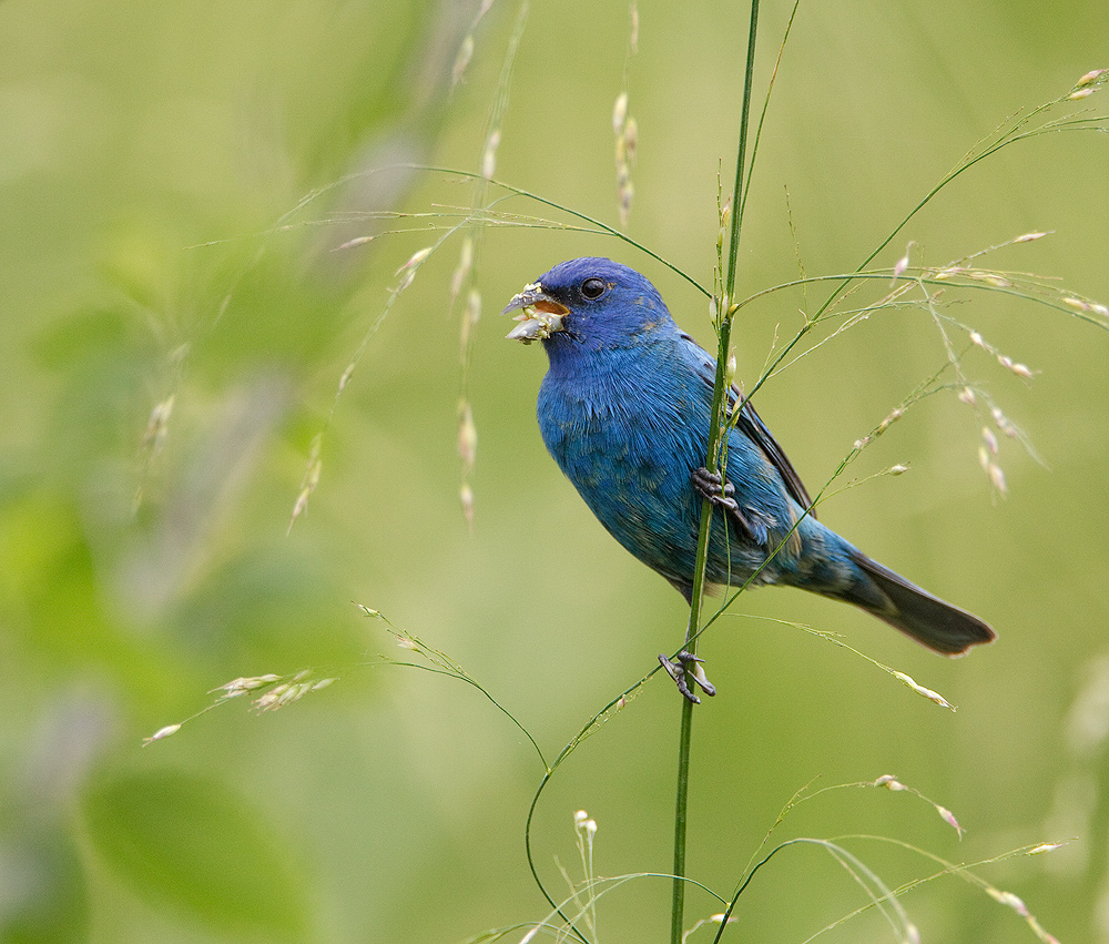 Indigo Bunting