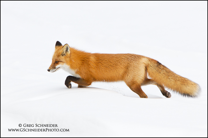 Red Fox hunting in snow