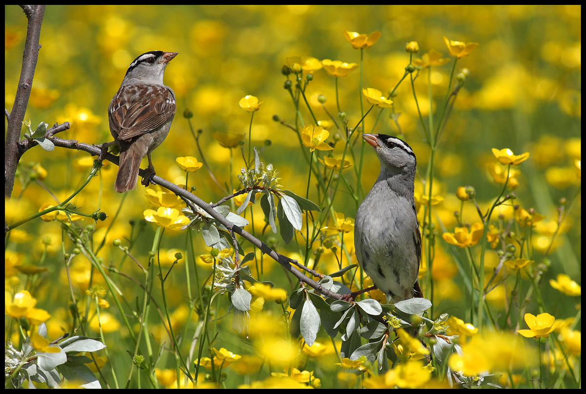 White-Crown Sparrows