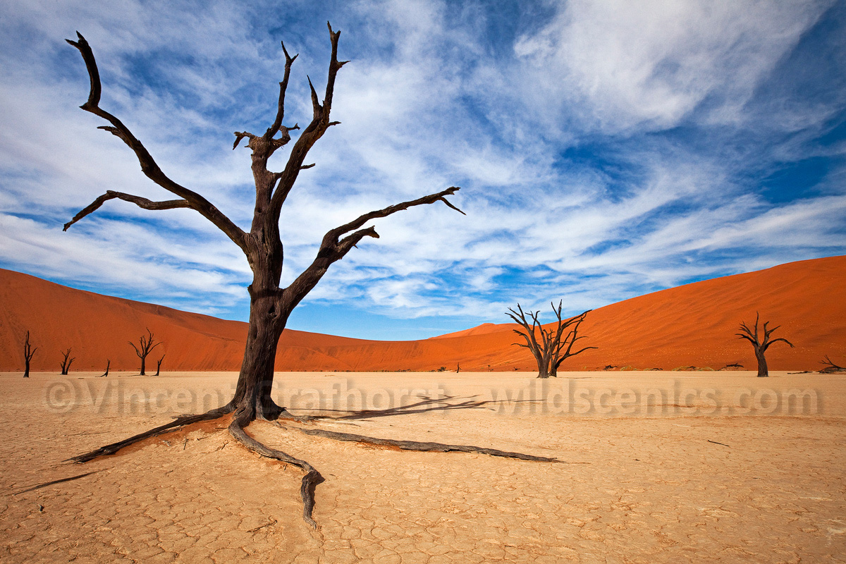Rooted in the vlei