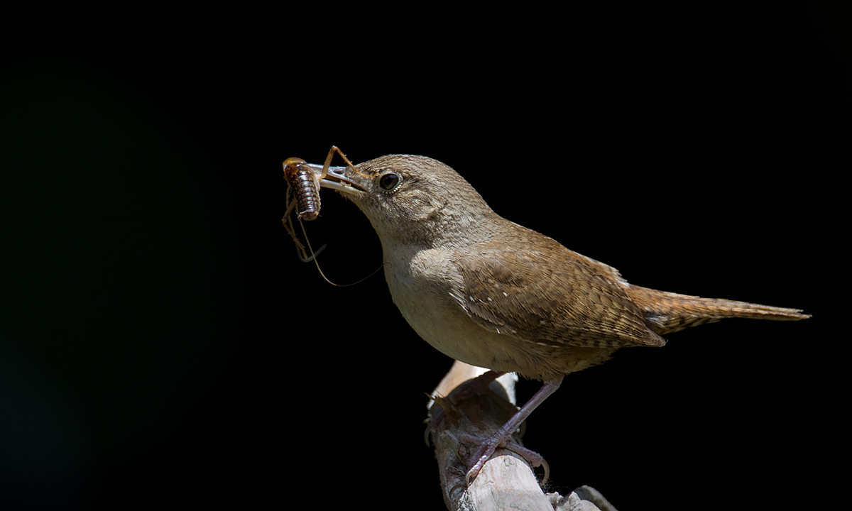 House Wren