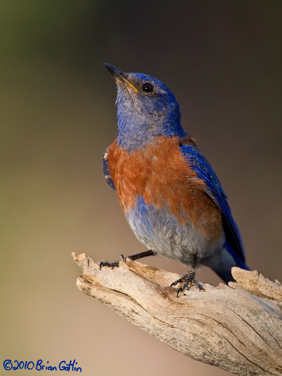 Western Bluebird