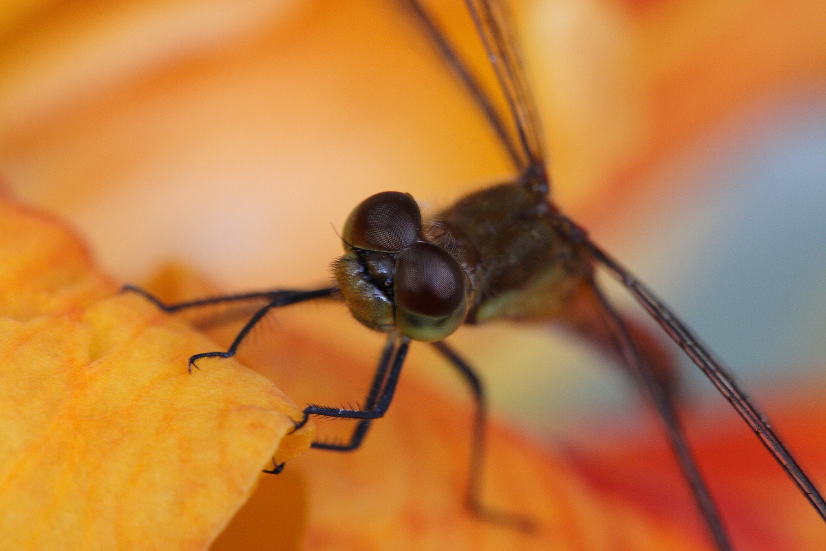 Dragonfly on Day Lily