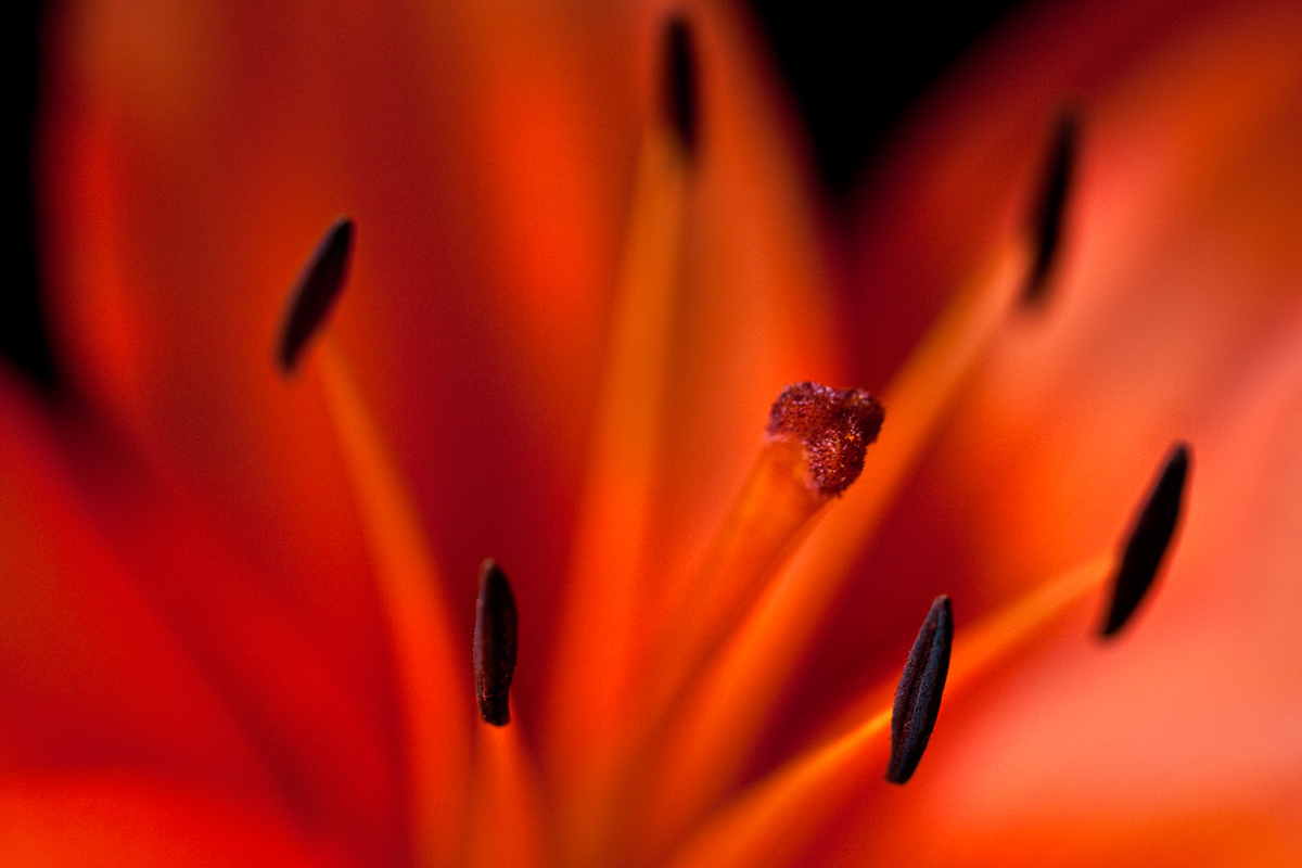 Orange lily w/repost