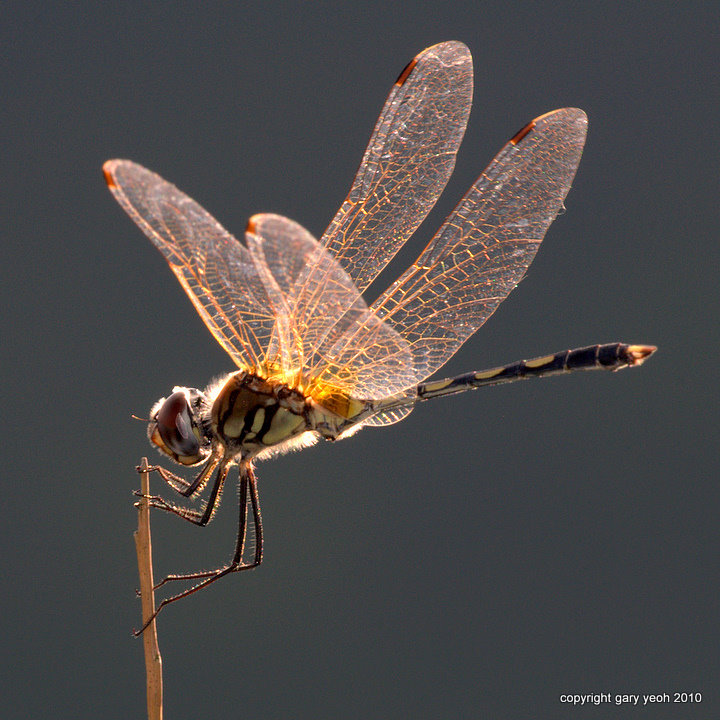 Basking