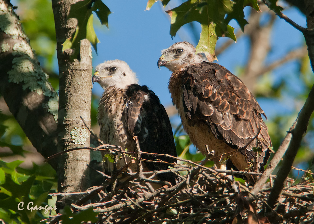 Broad-winged chicks