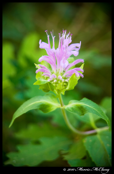 Wild Bee Balm