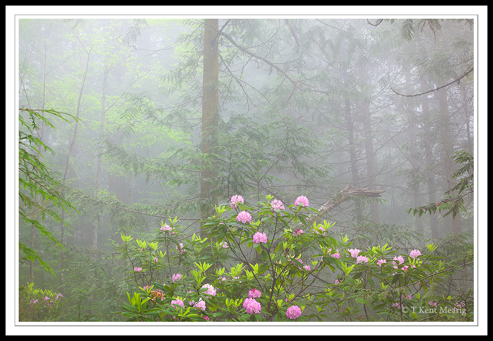 Soft Forest