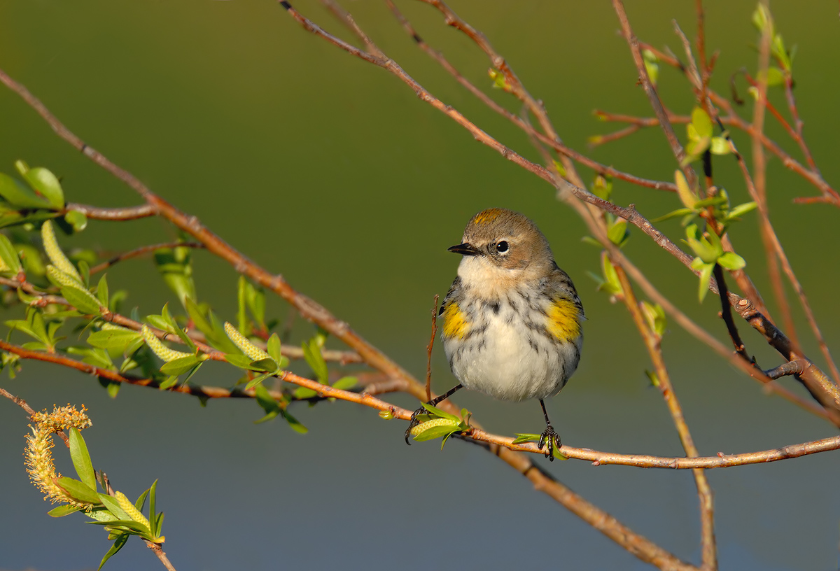 Yellow-rumped Warbler