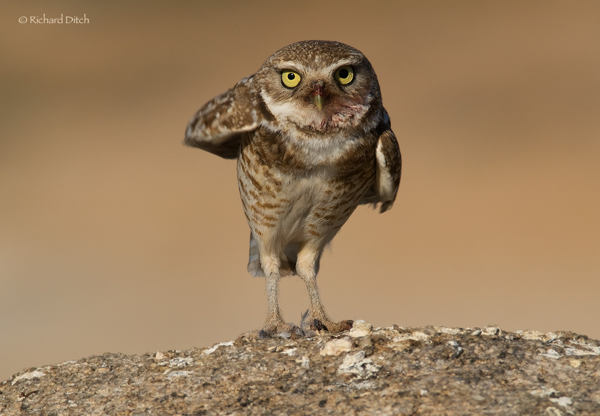 Burrowing Owl