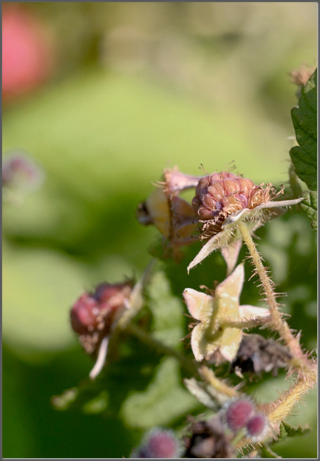 Raspberry fields