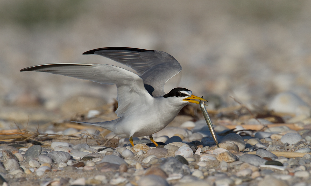 Least Tern Fishing