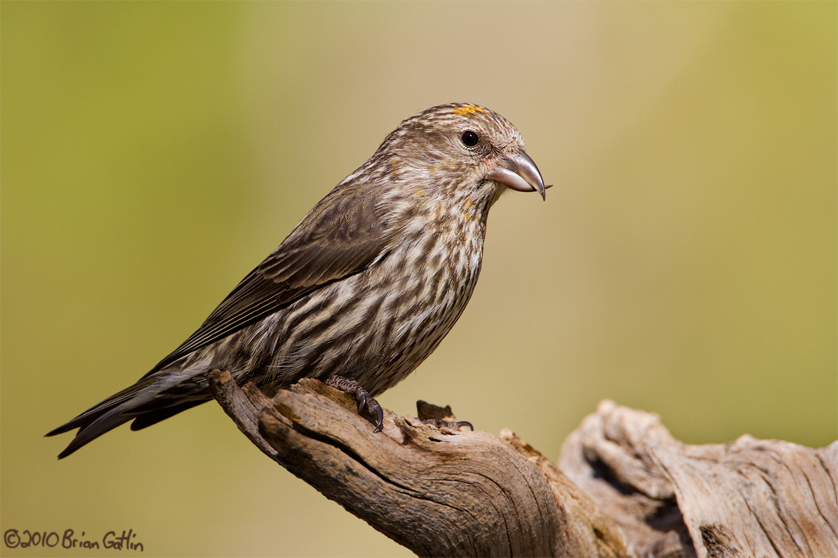 Another Crossbill