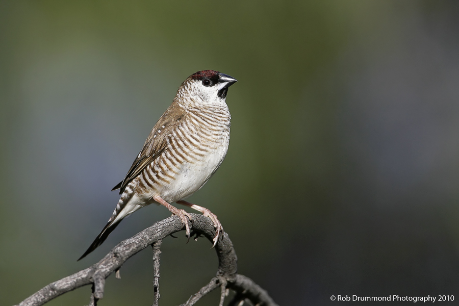 Plum-headed Finch