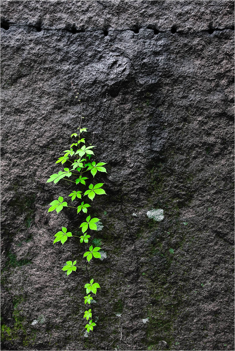 The Climber