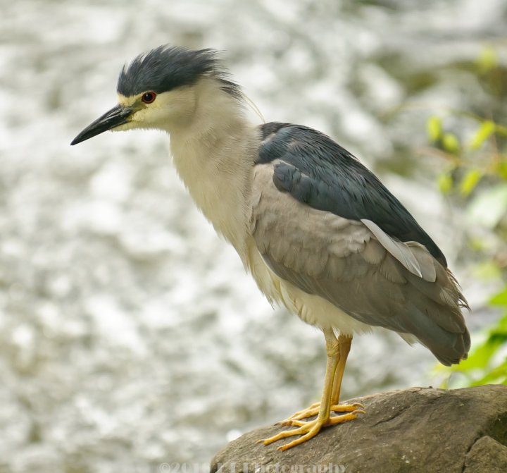 Punk Rockin' Night Heron
