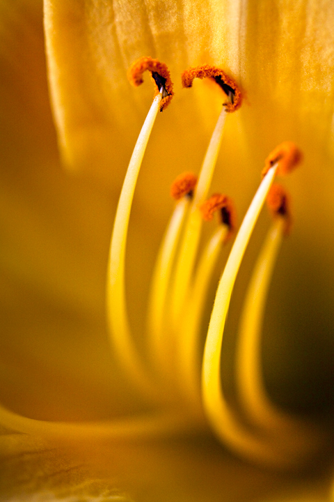 Daylily