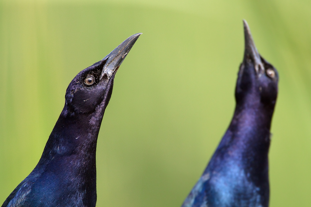 Grackles 