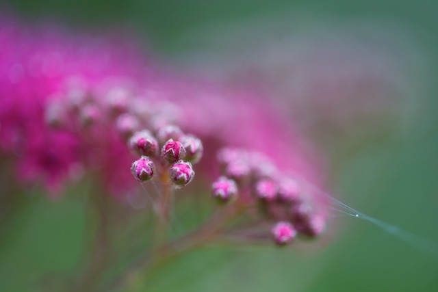 Web of Life