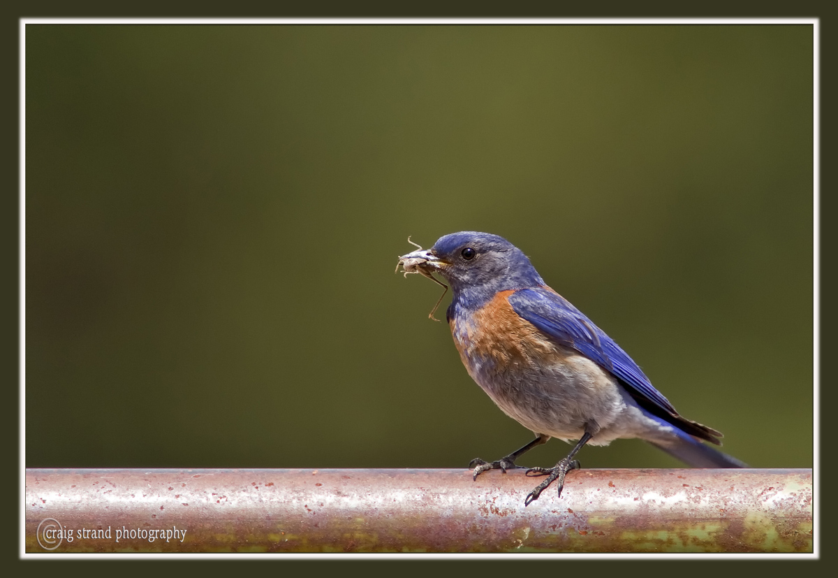 Western Bluebird