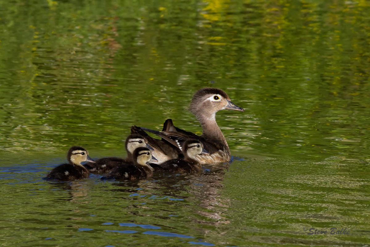 Wood Duck Family