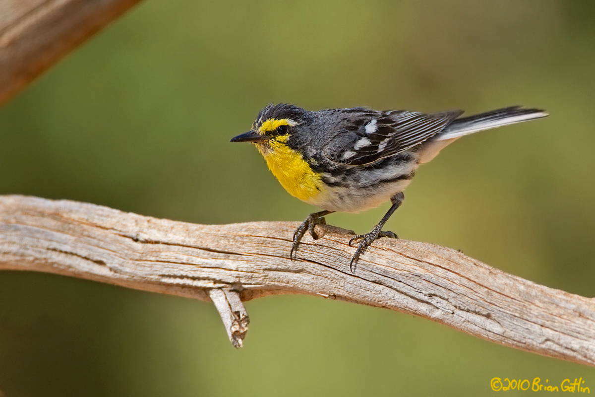 Grace's Warbler