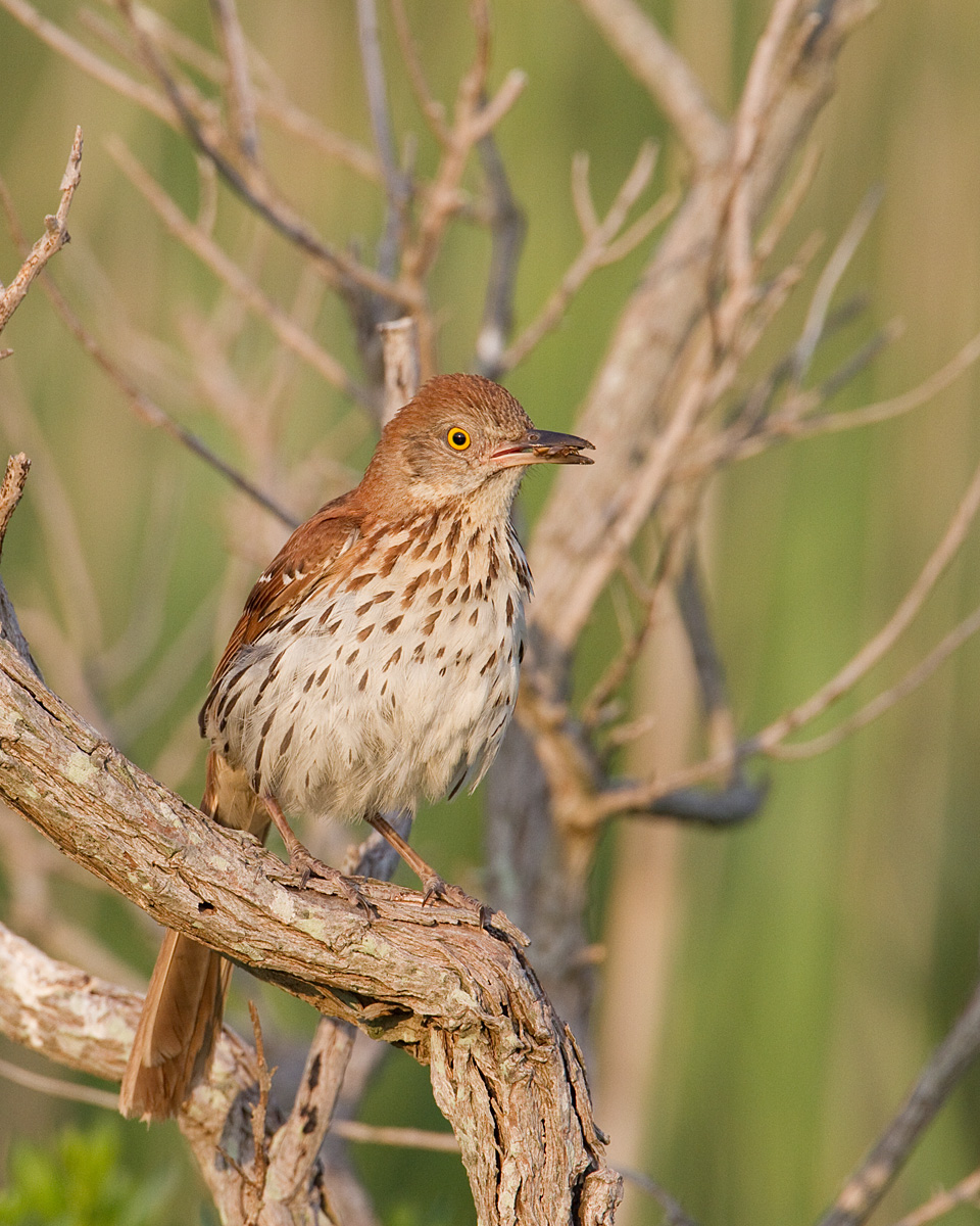 Brown Thrasher II