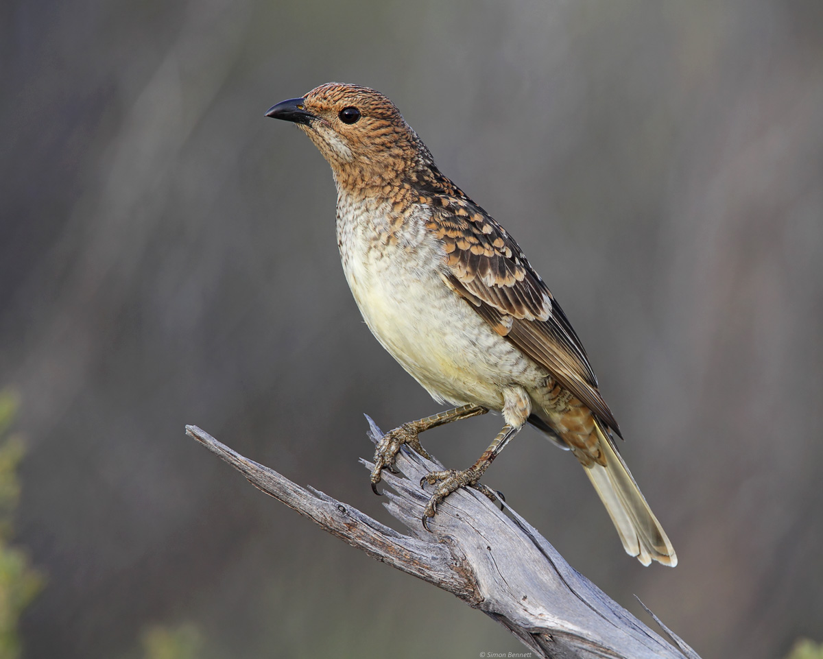 Spotted Bowerbird