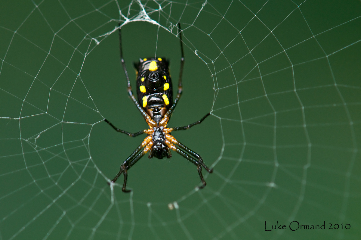 Spinning the Web