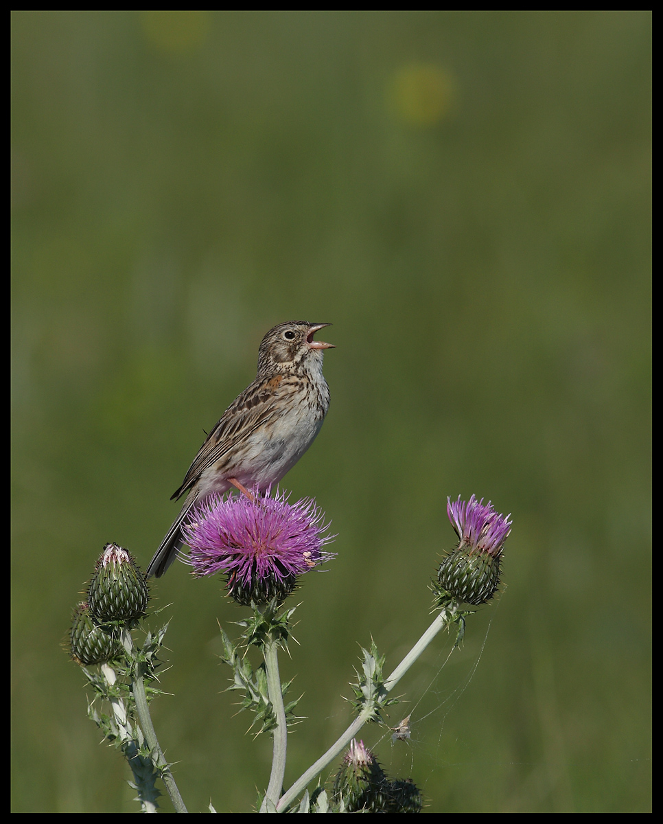 Vesper on Thistle