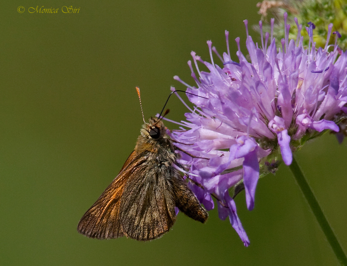 Skipper