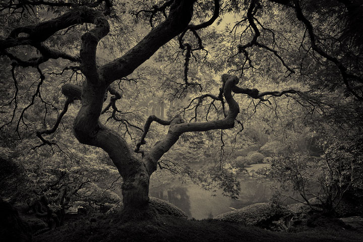 The Brooding Tree