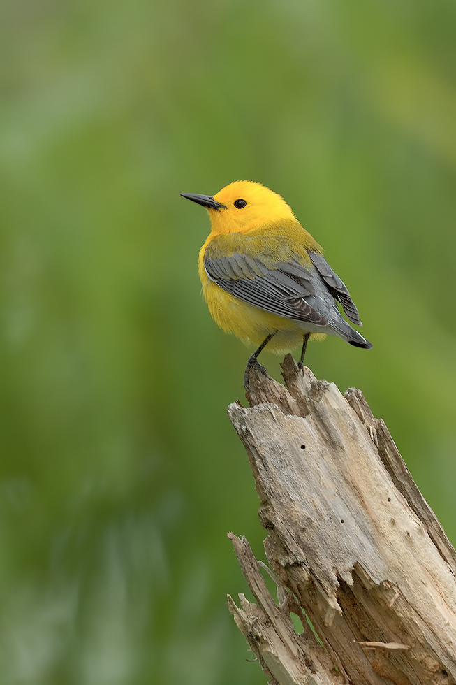 Prothonotary Warbler 