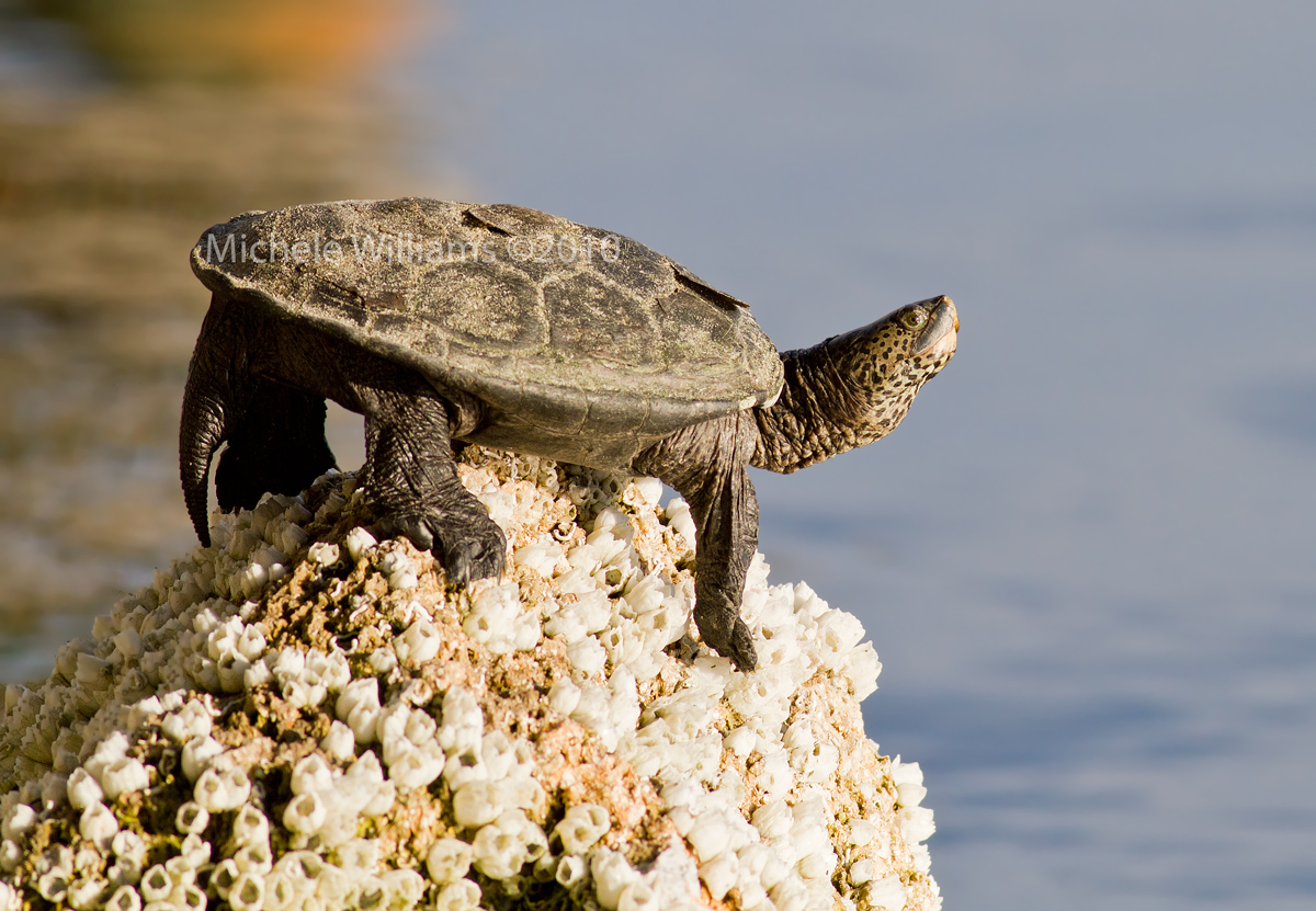 Diamondback Terrapin