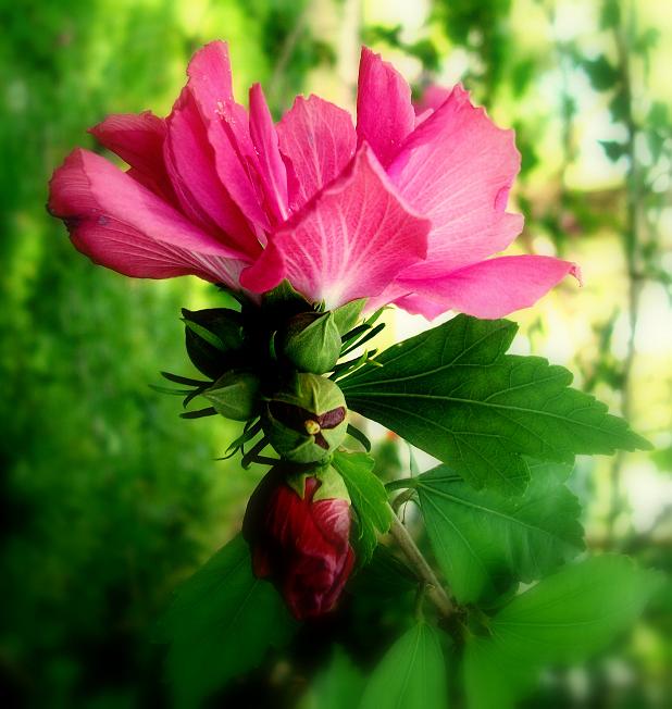 Budding Beauty