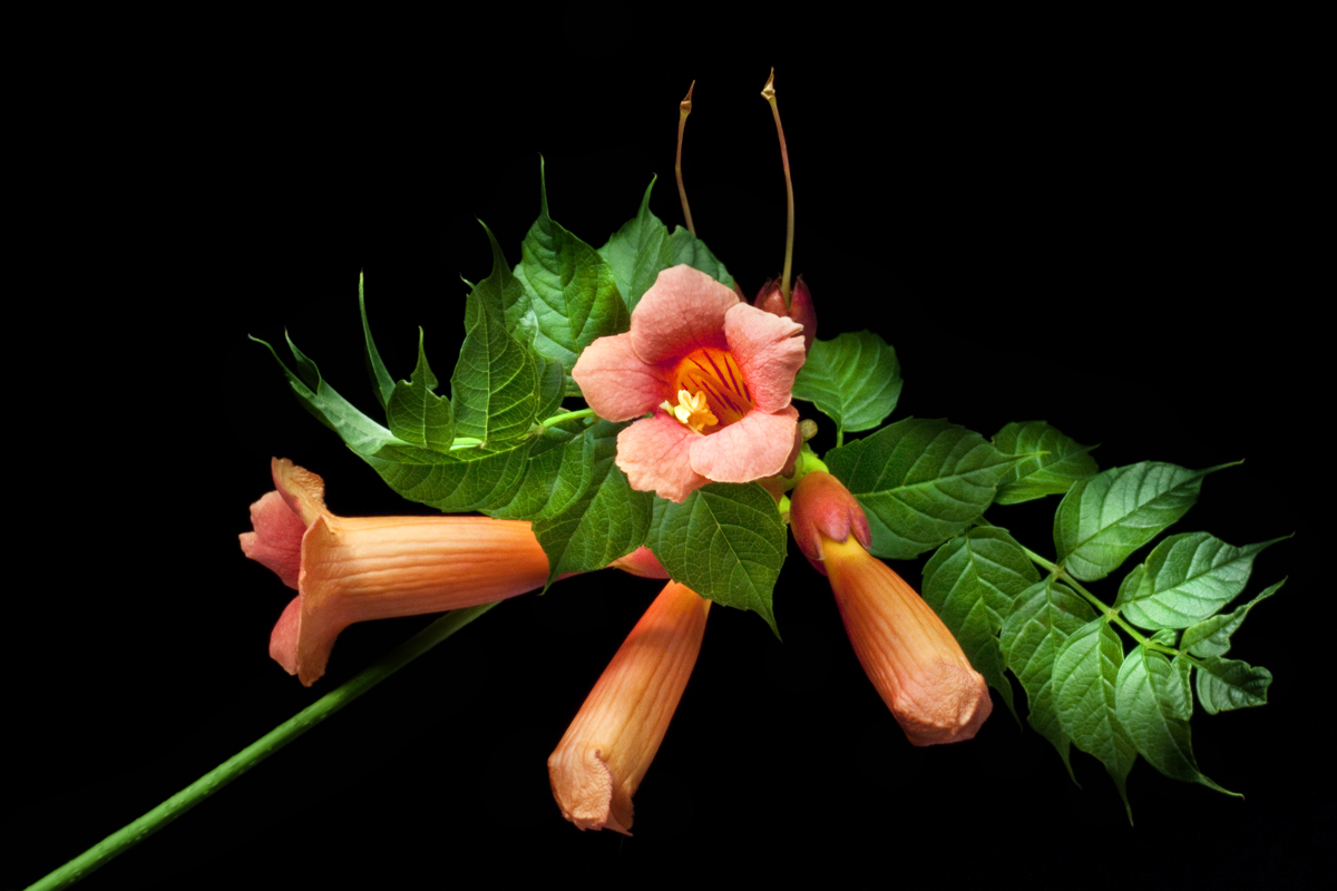 Trumpet Vine