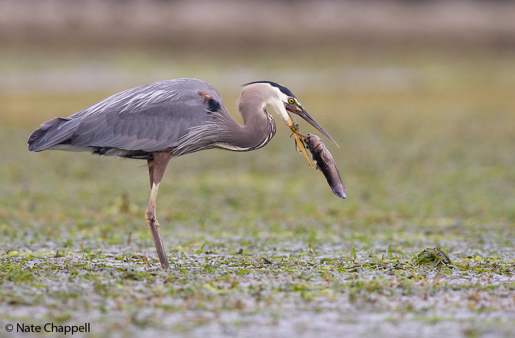Blue Heron w/catch